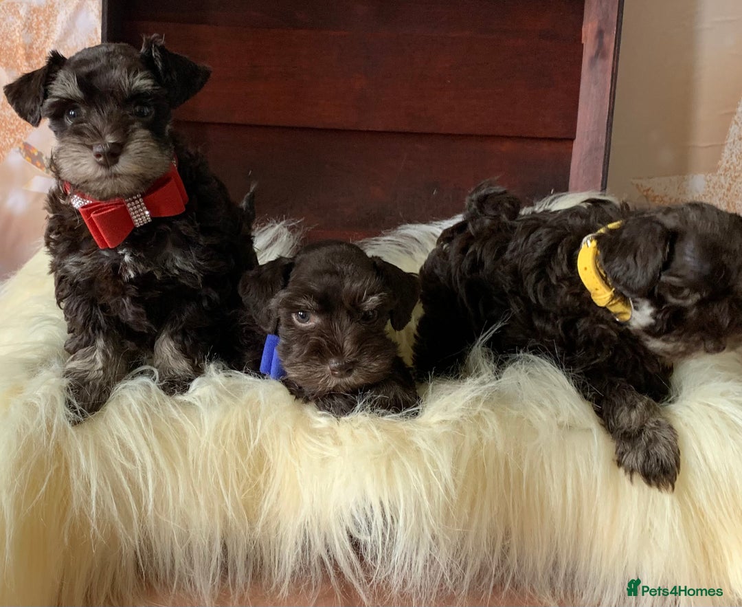 Miniature Schnauzer dogs for sale: 5* Licensed KC Toy Chocolate Schnauzers - Image 27
