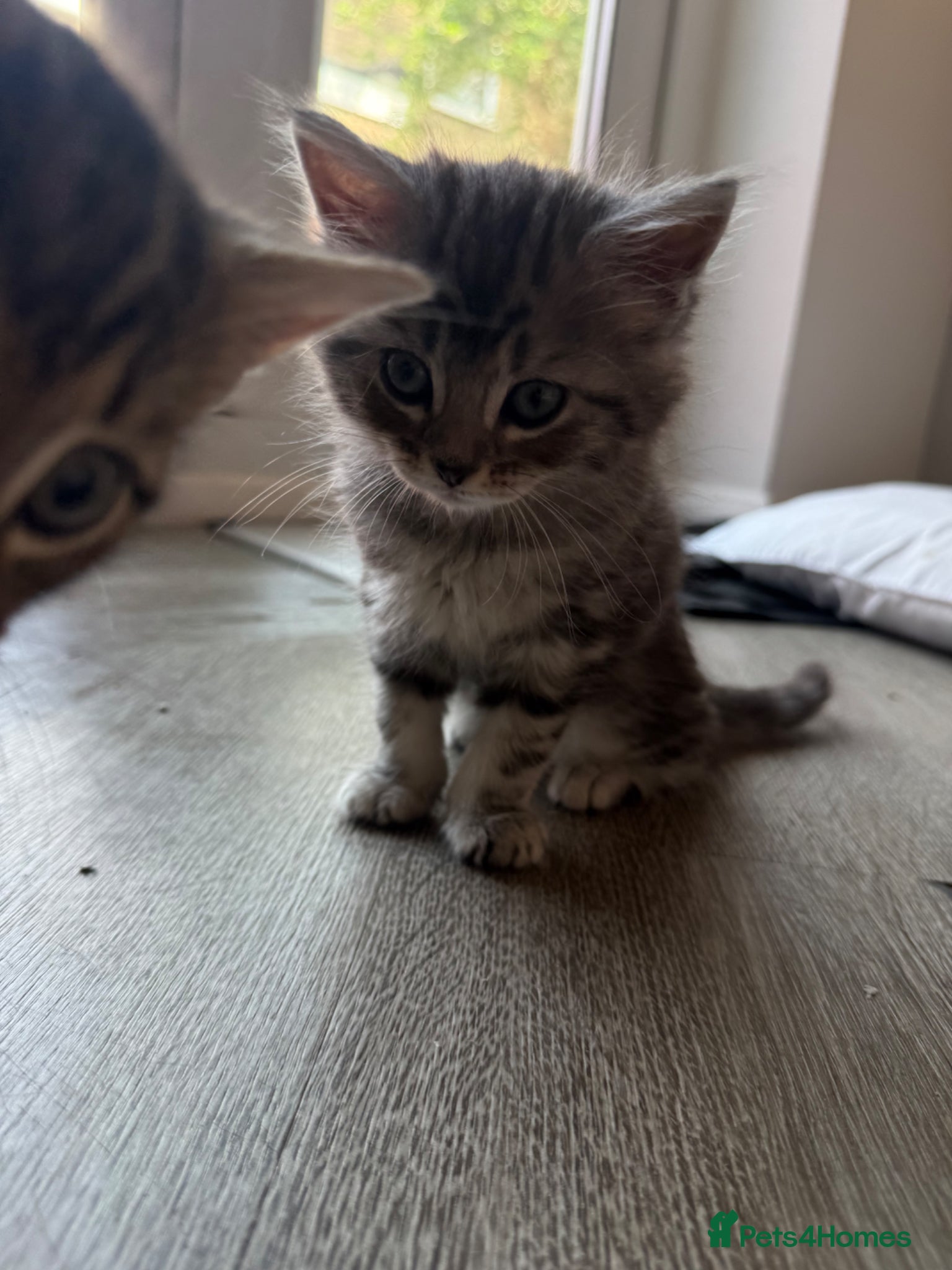 Maine Coon Kitten 3