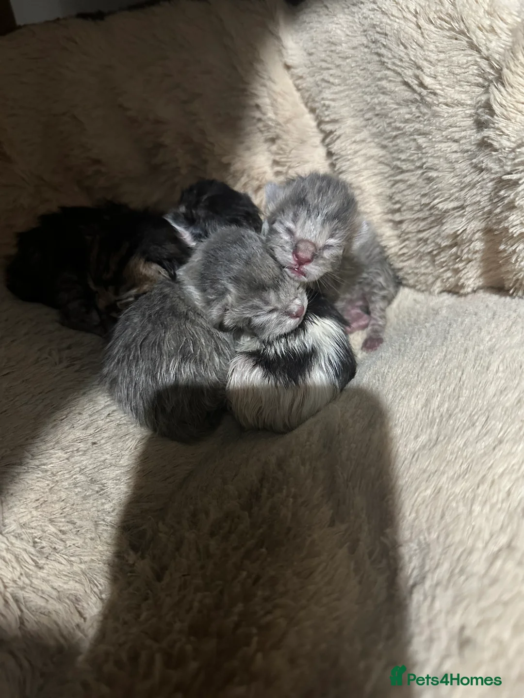 Mixed Breed cats for sale: Persian Mainecoon Kittens in Bow Street - Advert 2