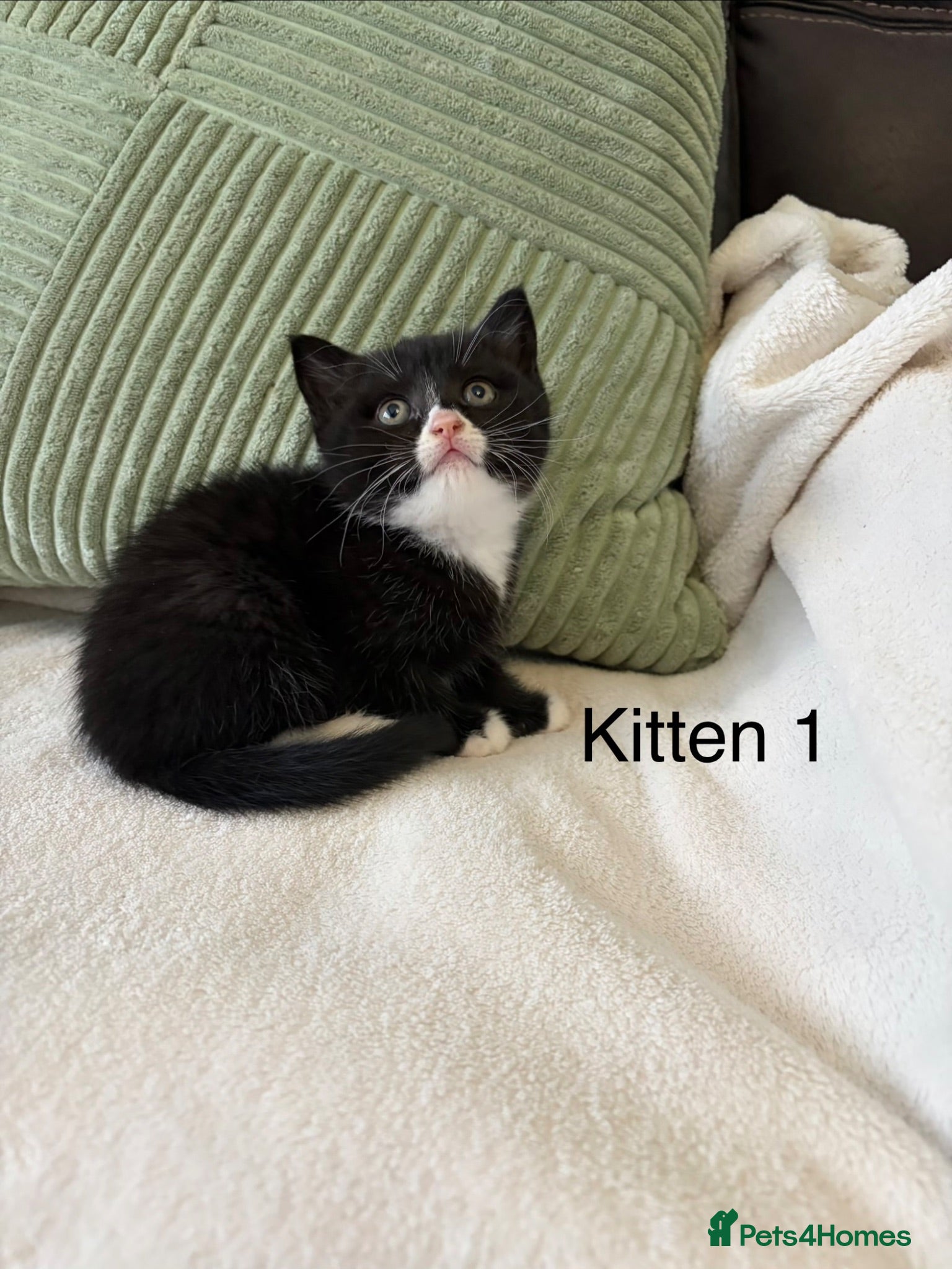 British Shorthair cats British Shorthair Kittens  - Advert 3