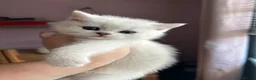 British Shorthair cats for sale: GCCF Reg Beautiful Silver Tipped Kittens  - Advert 5