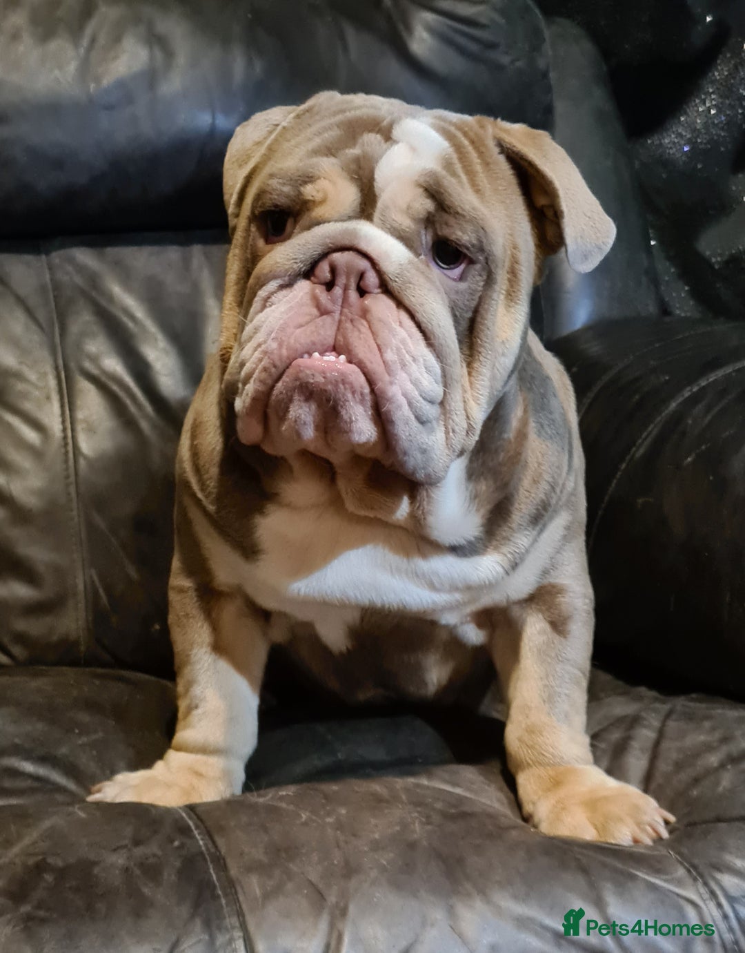 English Bulldog dogs for stud: Dog for stud in Dagenham - Advert 18