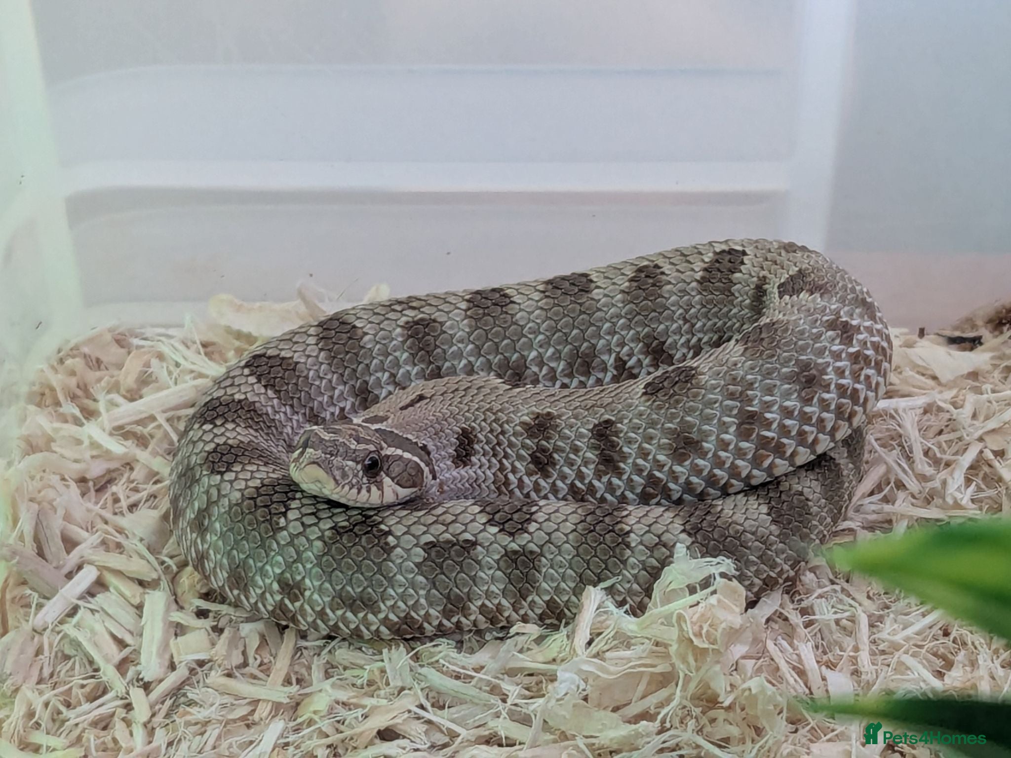 Snake reptiles Various western hognose morphs  - Advert 16