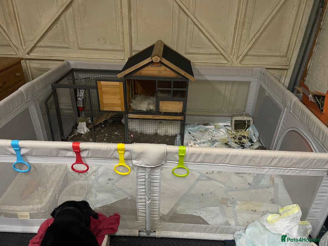 Angora rabbits for sale: Two bonded Angora bunnies for sale - Advert 12