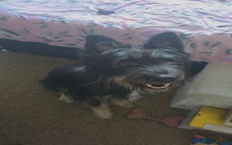 Mixed Breed dogs for sale: Meet Coco - Image 3
