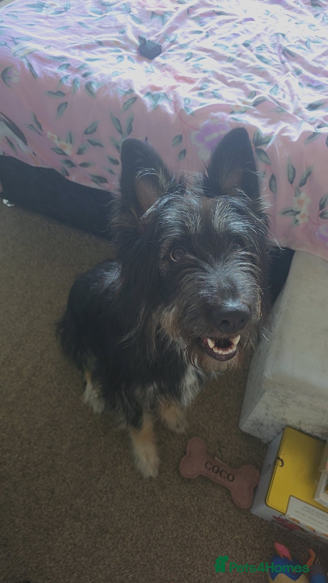 Mixed Breed dogs for sale: Meet Coco - Image 3