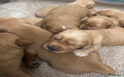 Goldendoodle dogs for sale: F1 goldendoodle puppies. - Image 5