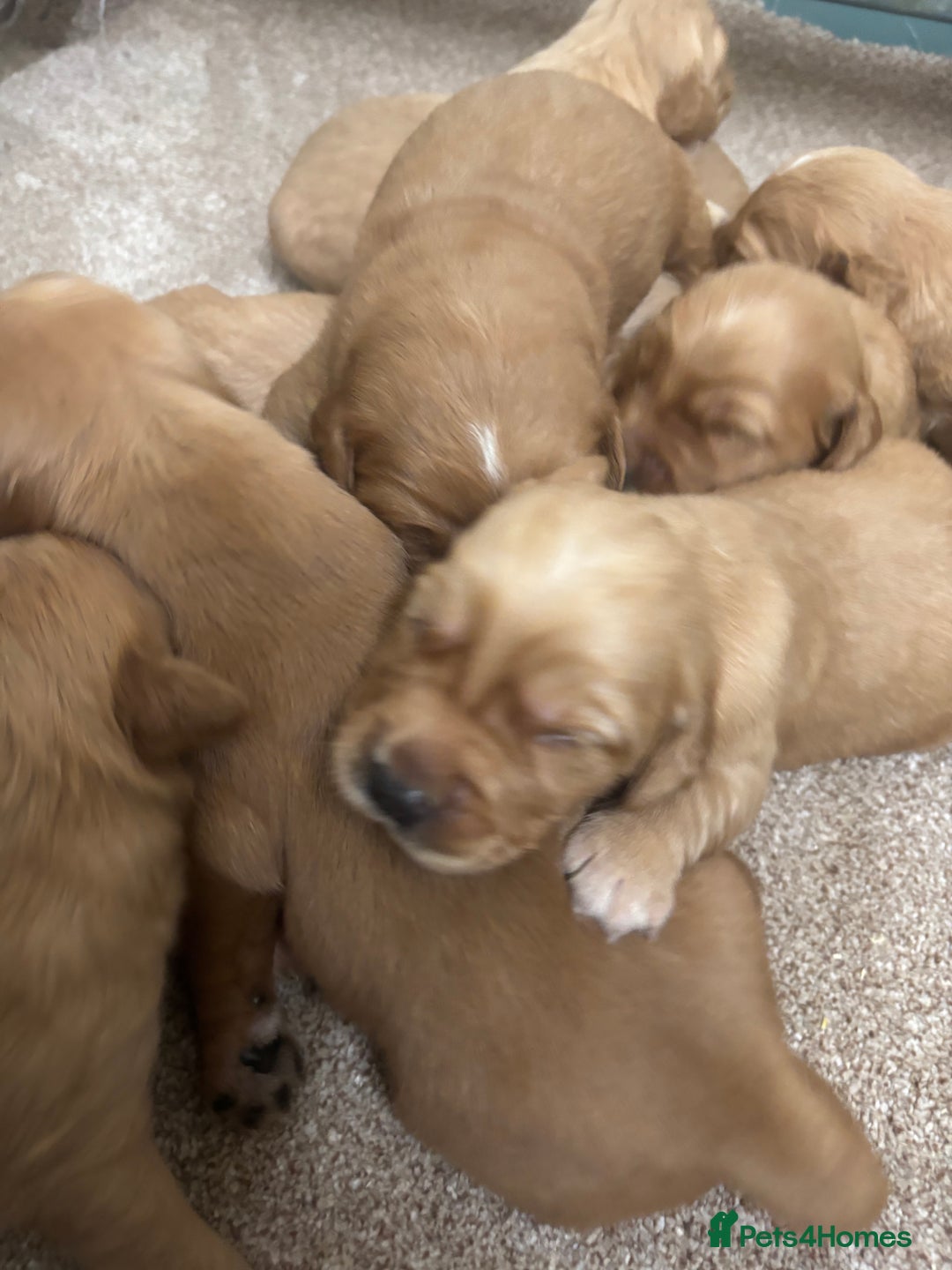 Goldendoodle dogs for sale: F1 goldendoodle puppies. - Image 5