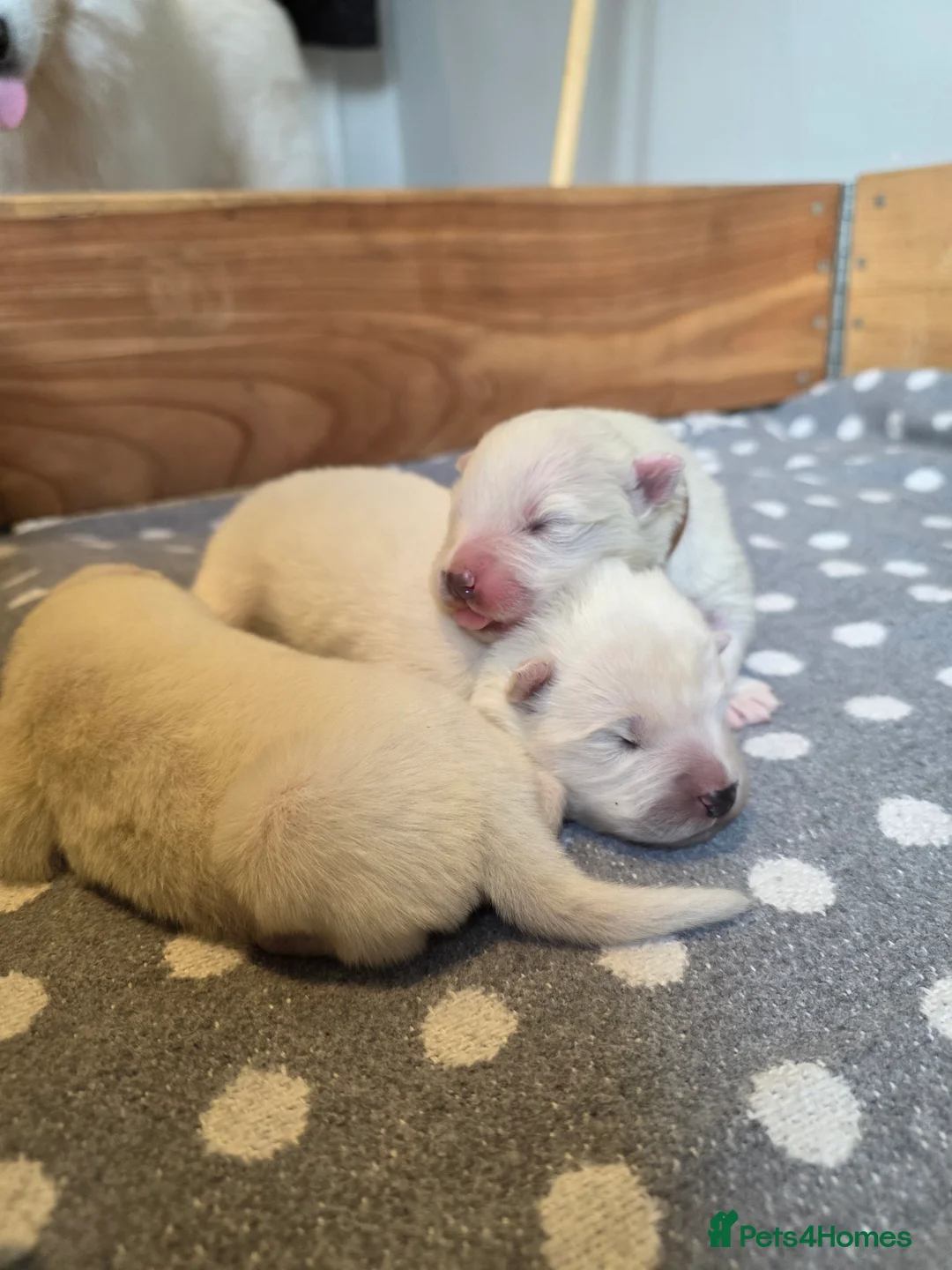 Samoyed dogs for sale: RKC Samoyed Puppies – Champion Bloodlines - Advert 4