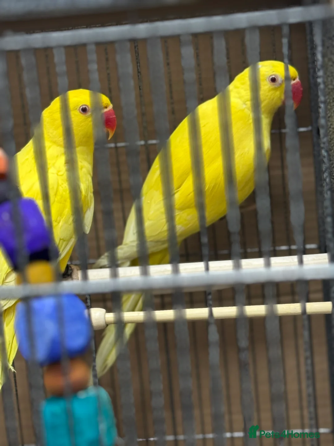 Ringnecks birds for sale: Sheffield  - Advert 5