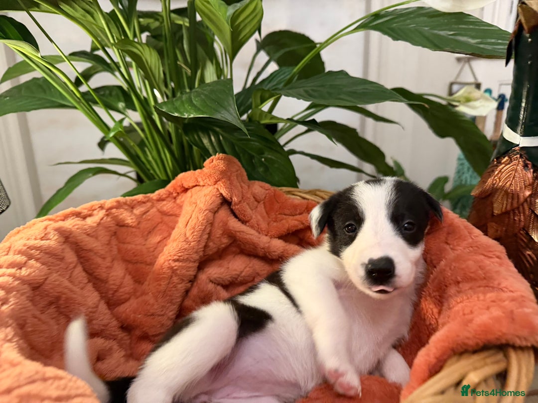 Border Collie dogs for sale: Pure Breed Boarder Collie Pups - Image 12