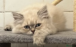 British Shorthair cats for sale: British shorthair x Persian  - Image 1