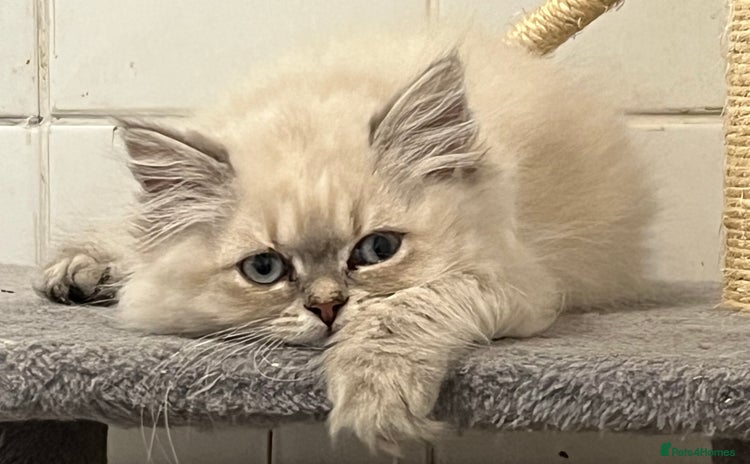 British Shorthair cats - Advert 9