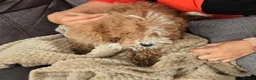 Shihpoo dogs for sale: Shih poo Teddy Bear Ollie - Advert 5