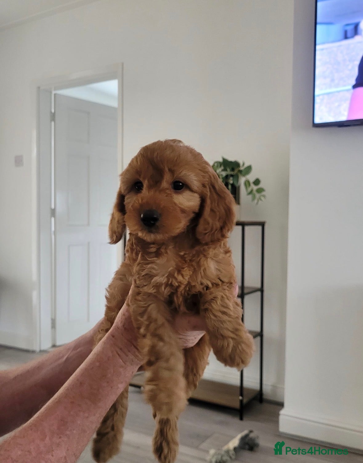 Cockapoo dogs Family-Raised Miniature Cockapoos  available now  - Advert 17