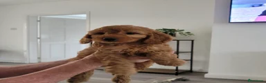 Cockapoo Puppy 4