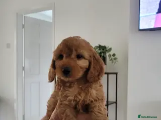 Cockapoo dogs Family-Raised Miniature Cockapoos available now - Advert 17