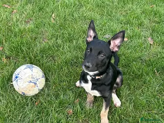 Belgian Shepherd Dog dogs Belgian malinois in Halesowen - Advert 1