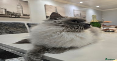 Ragdoll cats - Advert 2