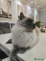 Ragdoll cats - Advert 8