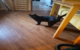 British Shorthair cats for sale: 18 month old male black cat - Image 1