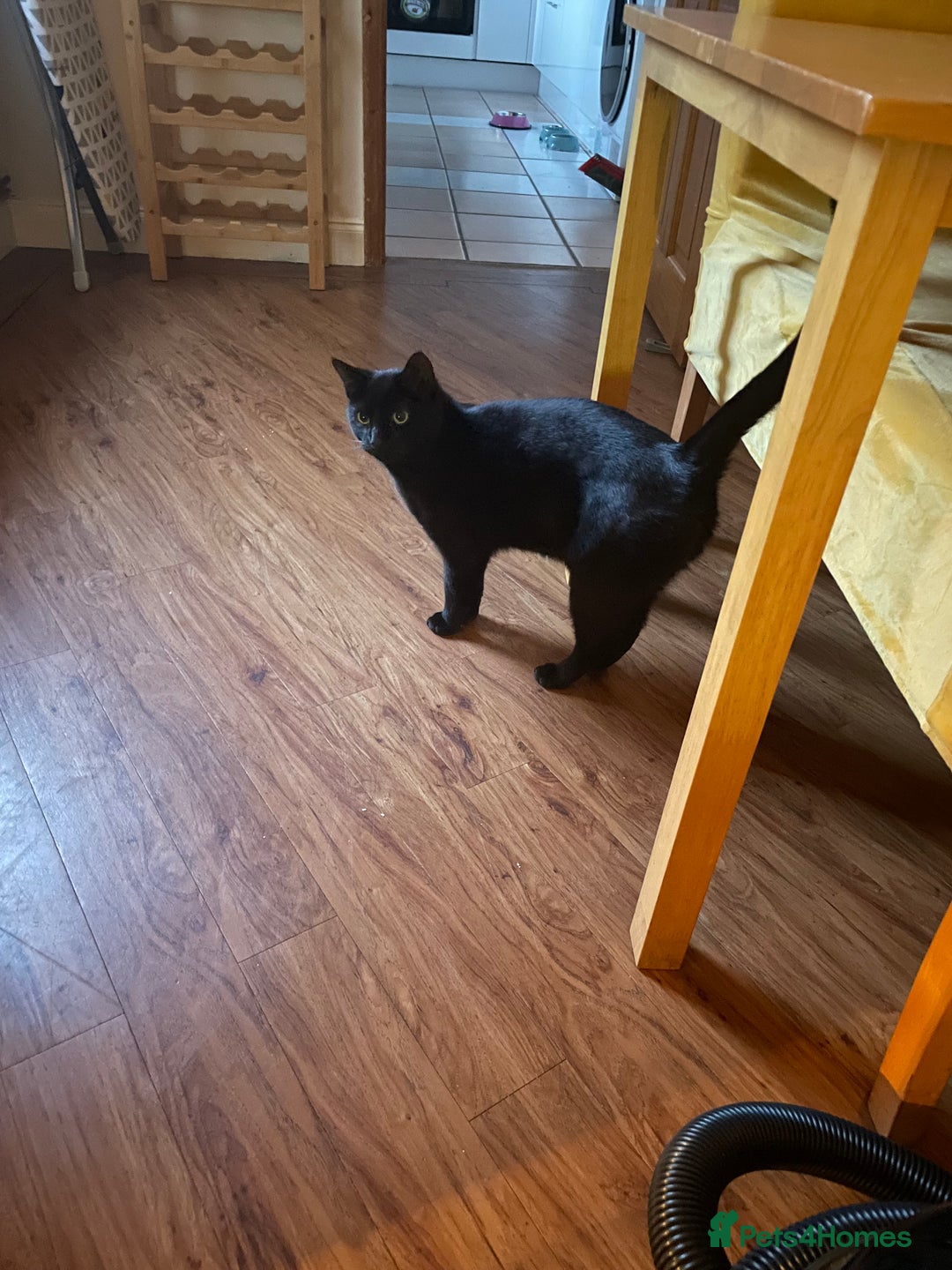 British Shorthair cats for sale: 18 month old male black cat - Image 1