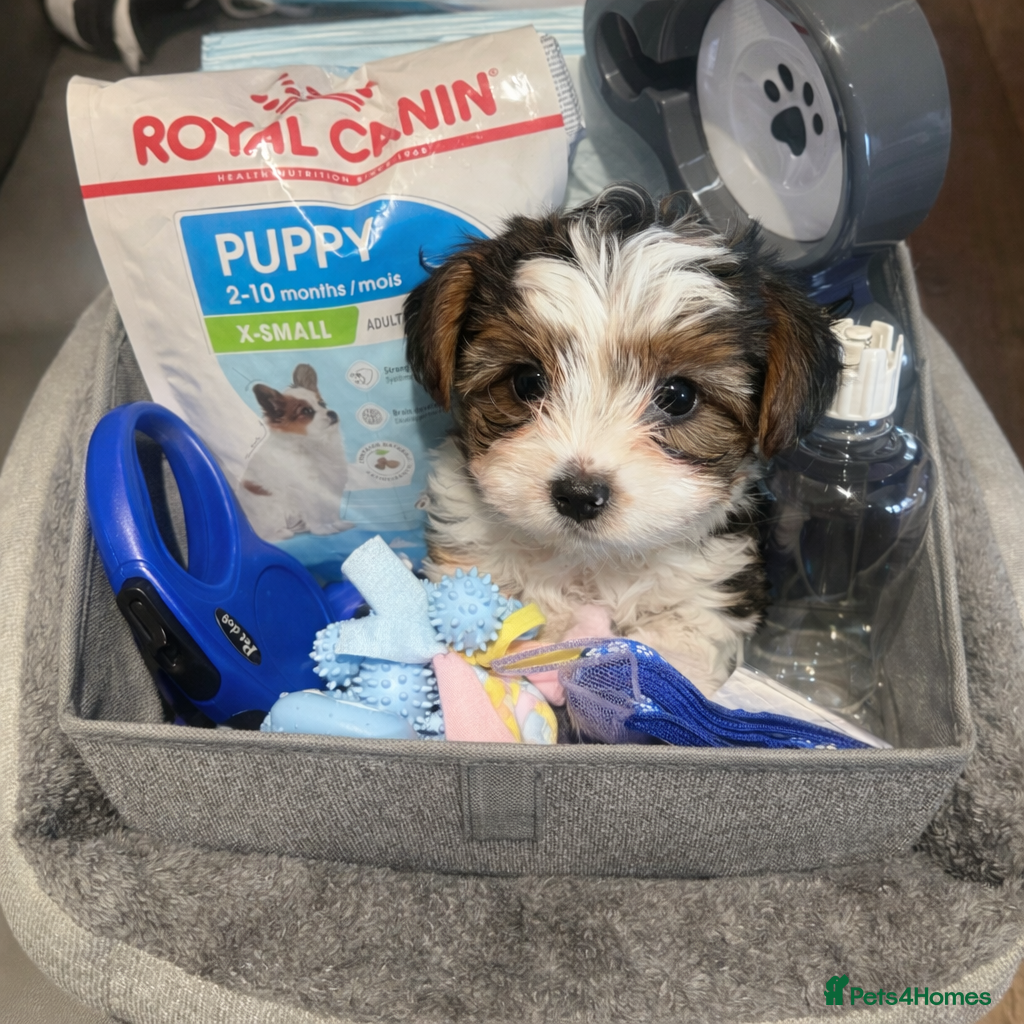 Biewer Terrier dogs Biewer Terrier - Advert 4