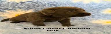 Labrador Retriever 4