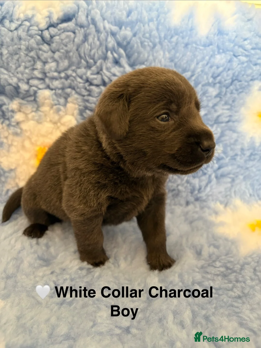 Labrador Retriever dogs for sale: KC registered Silver/Champagne/Charcoal Labradors - Advert 9