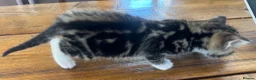 Maine Coon cats for sale: Maine Coon cross kittens for sale in Whitchurch - Advert 14