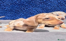 Miniature Dachshund dogs for sale: STUNNING RAINBOW MIX MINI DAXI KC REG PRA CLR - Image 9