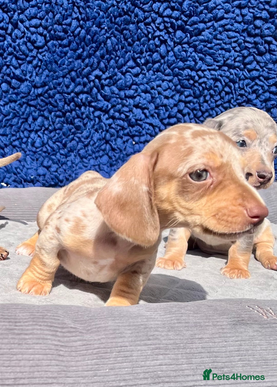 Miniature Dachshund dogs for sale: STUNNING RAINBOW MIX MINI DAXI KC REG PRA CLR - Image 9