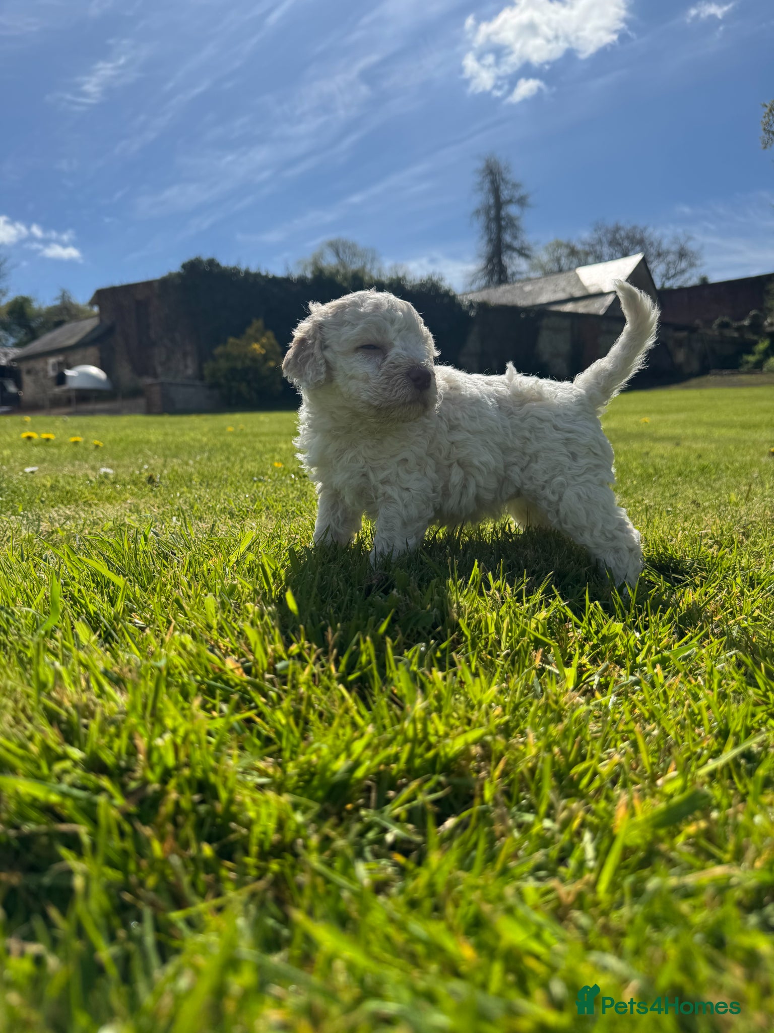 Lagotto Romagnolo dogs Lagotto Romagnolo - Advert 2