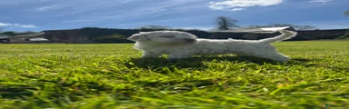 Lagotto Romagnolo Puppy 5