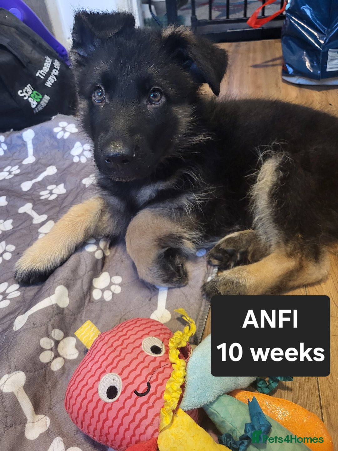 German Shepherd dogs for sale: German shepard puppies for sale - Advert 24