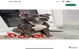 Staffordshire Bull Terrier dogs for sale: Mariusz  - Image 40