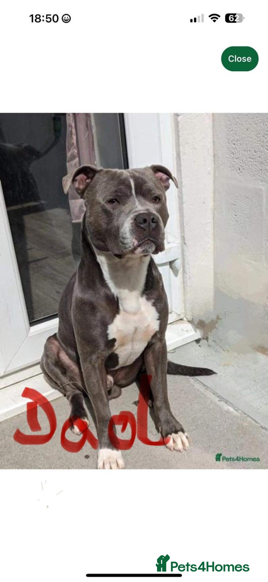 Staffordshire Bull Terrier dogs for sale: Mariusz  - Image 40