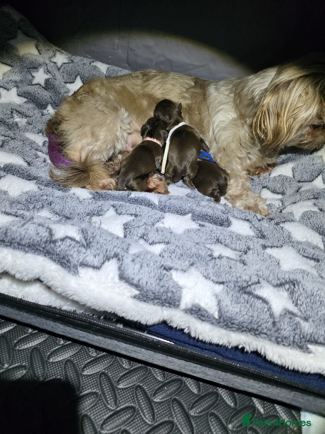 Shih Tzu dogs for stud: Patrick imperial shih tzu stud  - Advert 7