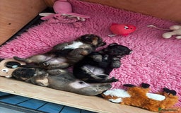 Mixed Breed dogs for sale: Adorable puppies - Image 14