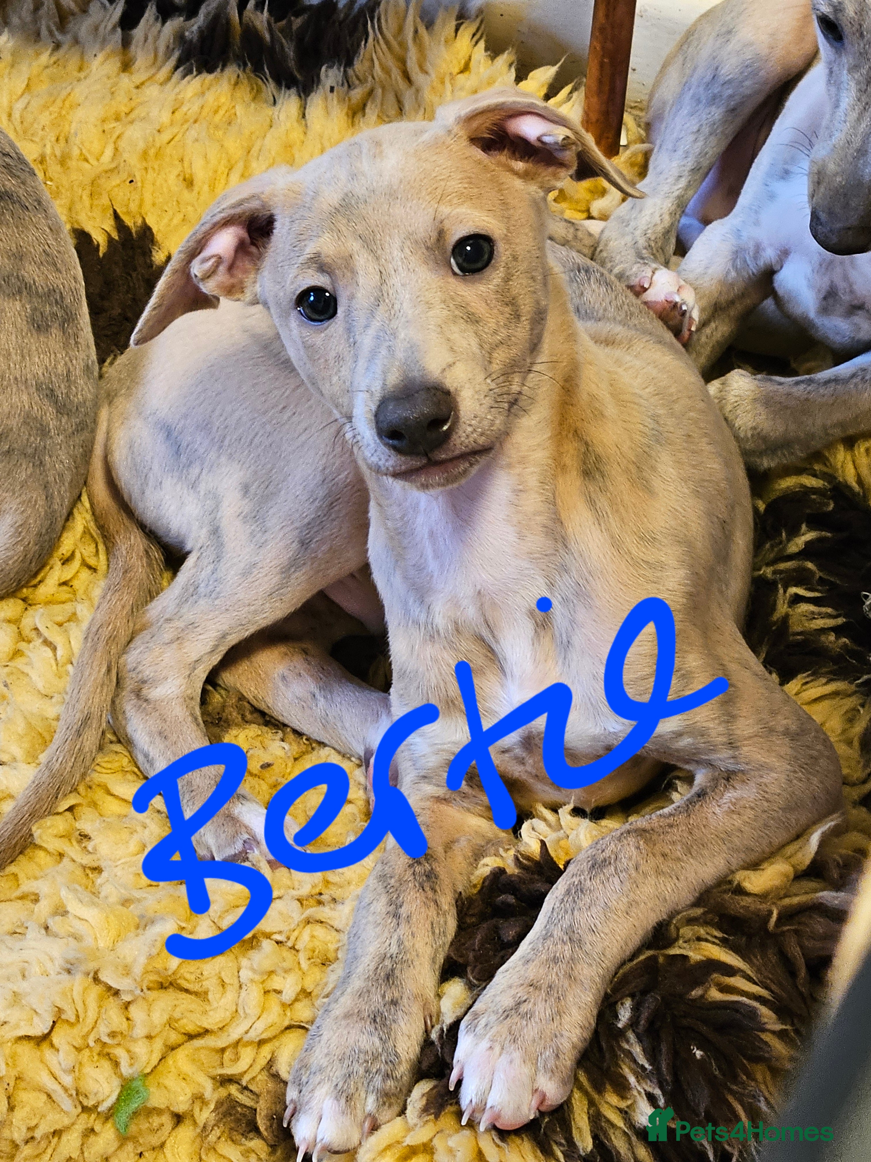 Whippet dogs ✨🐾 Gorgeous KC Registered Whippet puppies  🐾✨  - Advert 11