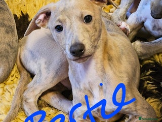 Whippet dogs ✨🐾 Gorgeous KC Registered Whippet puppies 🐾✨ - Advert 11