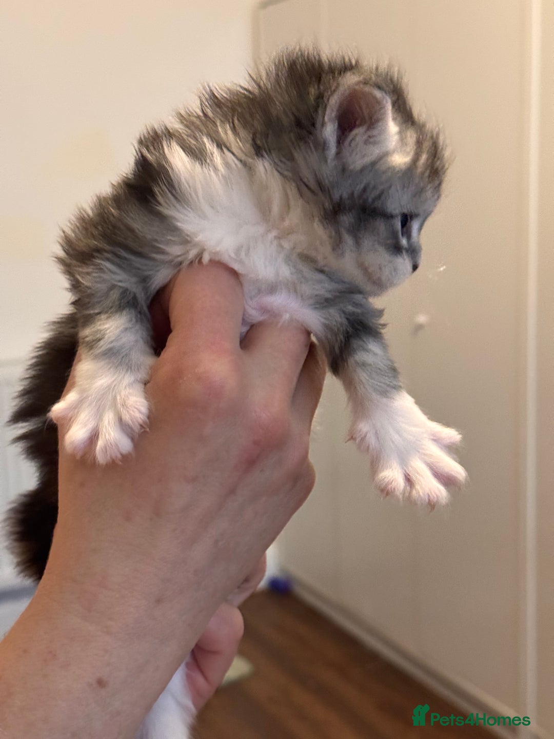 Maine Coon cats for sale: Gorgeous Shaded Line Maine Coon Kittens - Advert 7