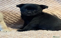 Mixed Breed dogs for sale: stunning puggapom ⭐️Ready to leave - Image 4