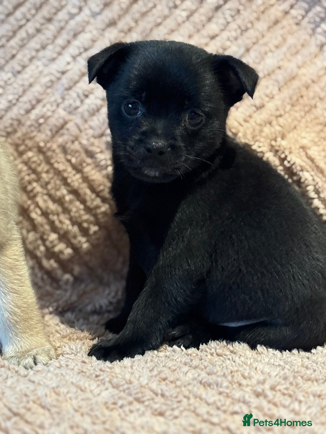 Mixed Breed dogs for sale: stunning puggapom ⭐️Ready to leave - Image 4