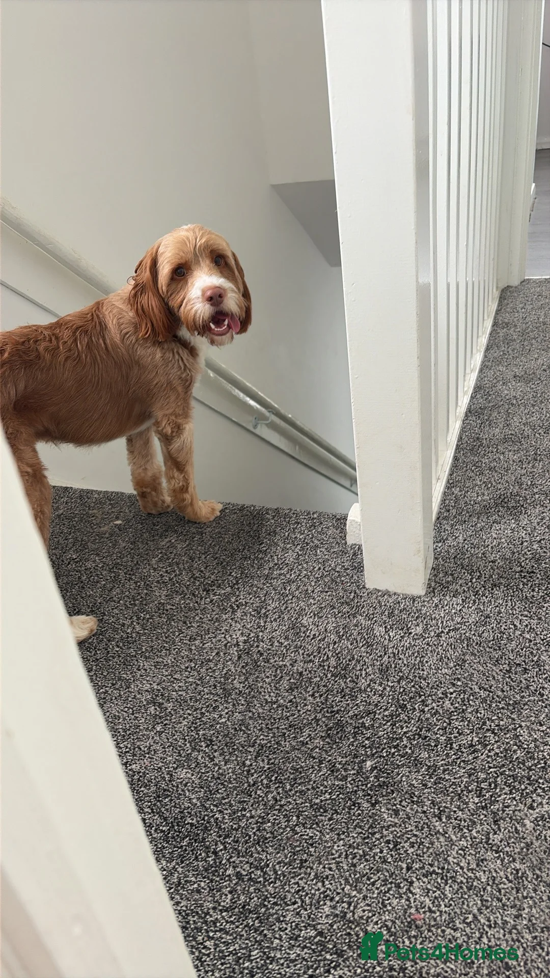 Cockapoo dogs for stud: Dog for stud  - Advert 3