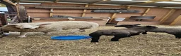 Sheep livestock for sale: Texal Ewe and 2 male Lambs - Advert 6