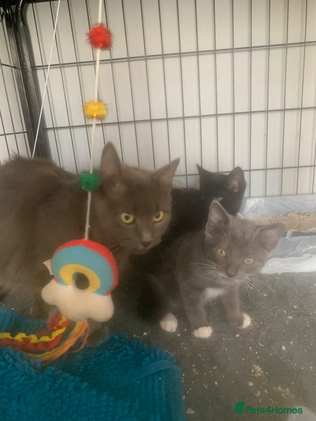 Mixed Breed cats for sale: Adorable kittens  - Advert 2