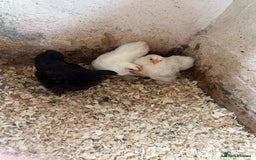 Chickens poultry for sale: Trio of pekin bantams  - Image 2