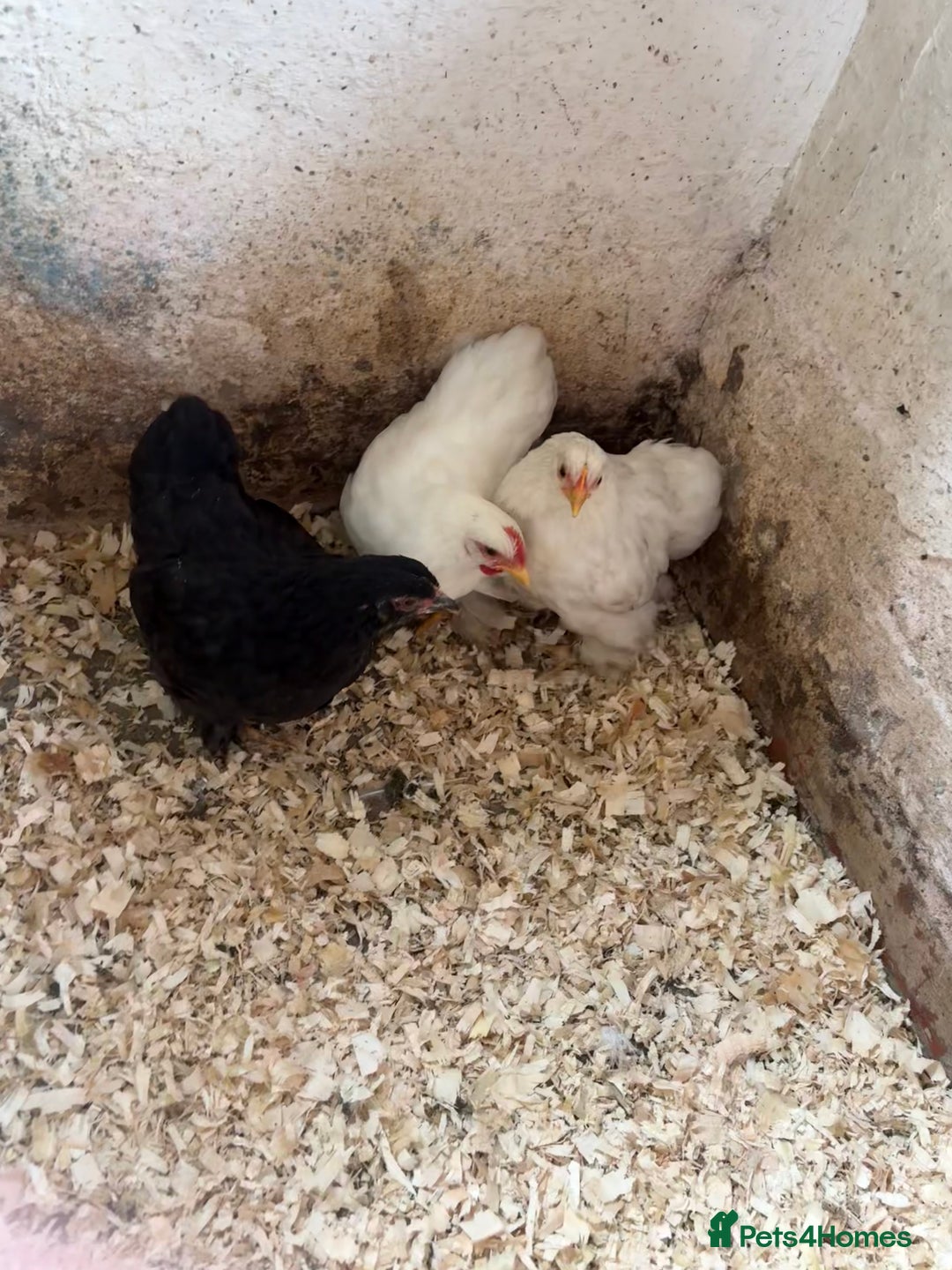Chickens poultry for sale: Trio of pekin bantams  - Image 2