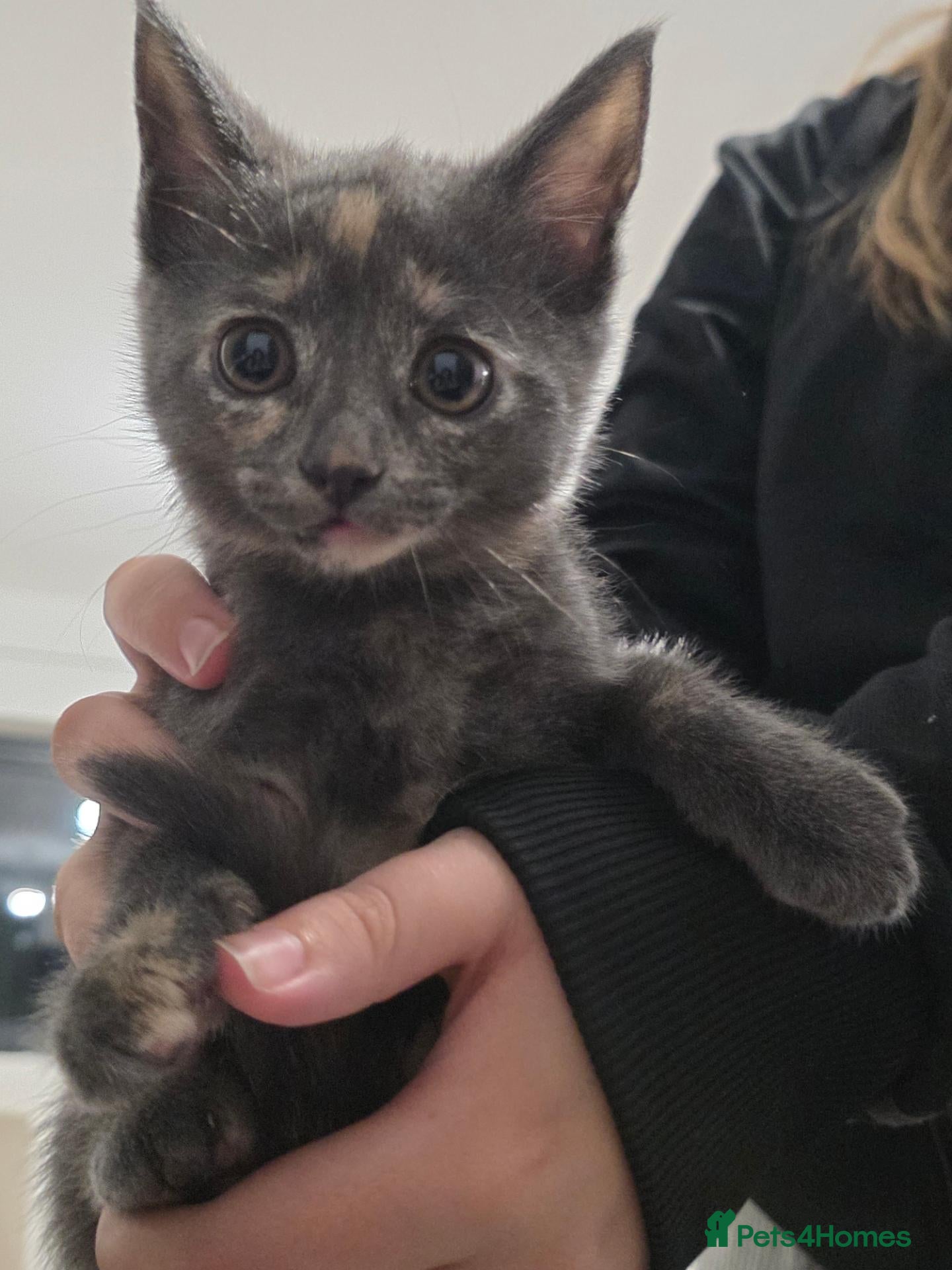 Mixed Breed cats 3 beautiful playful kittens for sale. - Advert 18